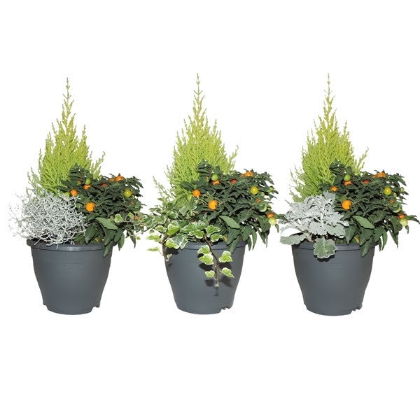 <h4>Arrangement Patiopot 19 cm</h4>