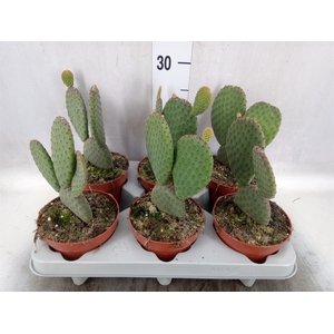 Opuntia microdasys