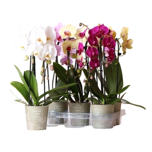 Phalaenopsis Natural Charm Niagara fall mix 2 spike