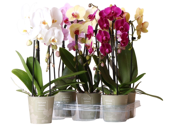 <h4>Phalaenopsis Natural Charm Niagara fall mix 2 spike</h4>