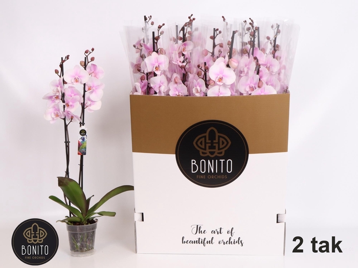 <h4>PHAL OV ROZE</h4>