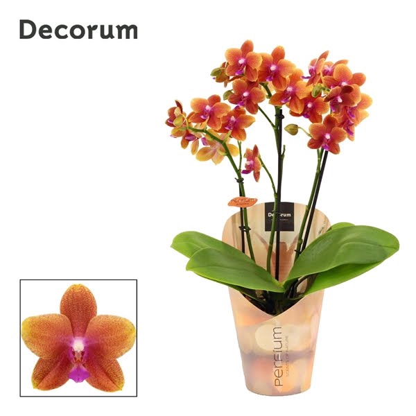 Phalaenopsis perfíum 3-4 tak Bolgheri (Decorum)