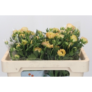 Ranunculus Magical Caramel
