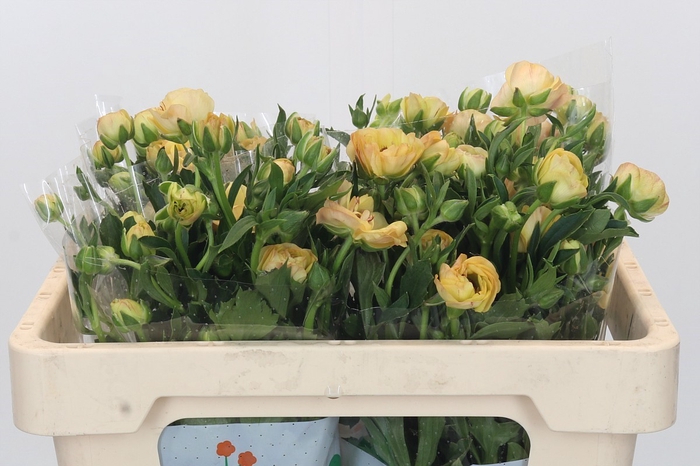 <h4>Ranunculus Magical Caramel</h4>