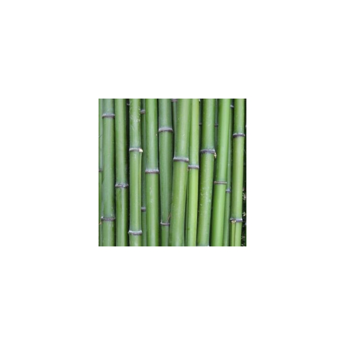 <h4>BAMBOO PALEN 200 CM</h4>