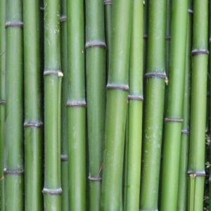 <h4>BAMBOO PALEN 200 CM</h4>
