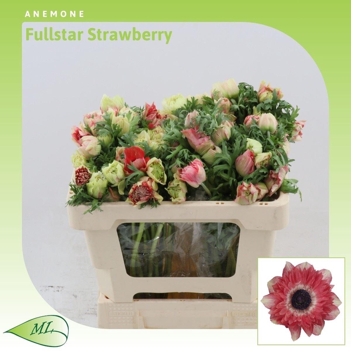 <h4>Anemone Fullstar Strawberry</h4>