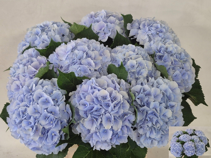 <h4>HYDR M CH VERENA BL</h4>
