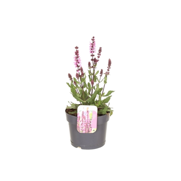 <h4>Salvia nemorosa Synchro Pink</h4>