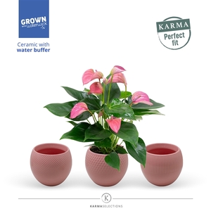 Anthurium - Karma Joli | sierpot + patroon