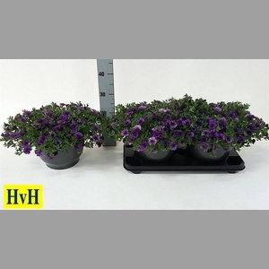 CALIB CA DARK BLUE