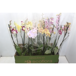 PHALAENOPSIS P12 2 HT