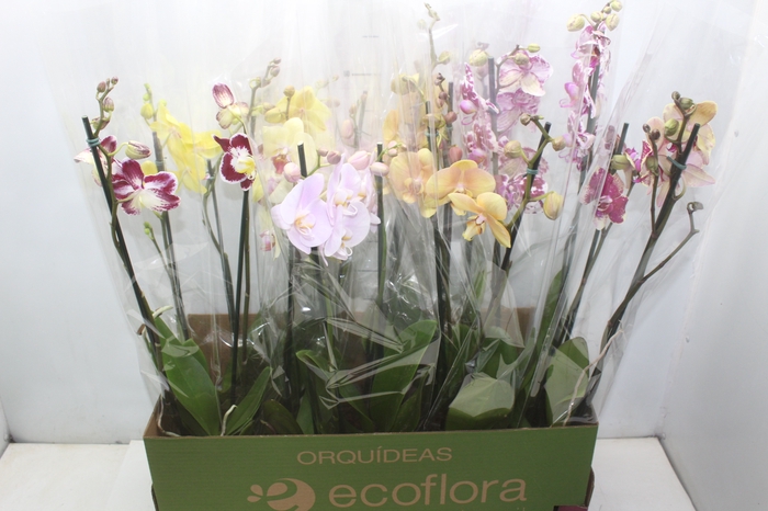 <h4>PHALAENOPSIS P12 2 HT</h4>