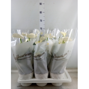 Anthurium andr. 'Alpine'