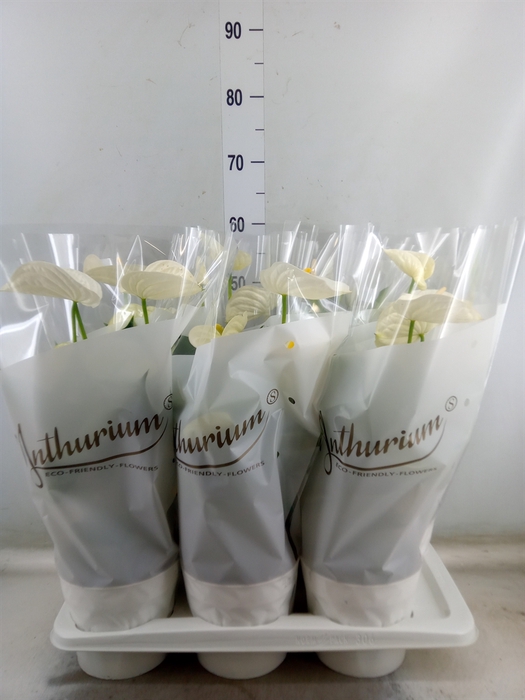 <h4>Anthurium andr. 'Alpine'</h4>