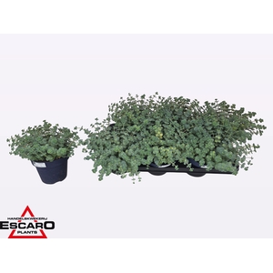 SEDUM SI MEDIOVARIEG