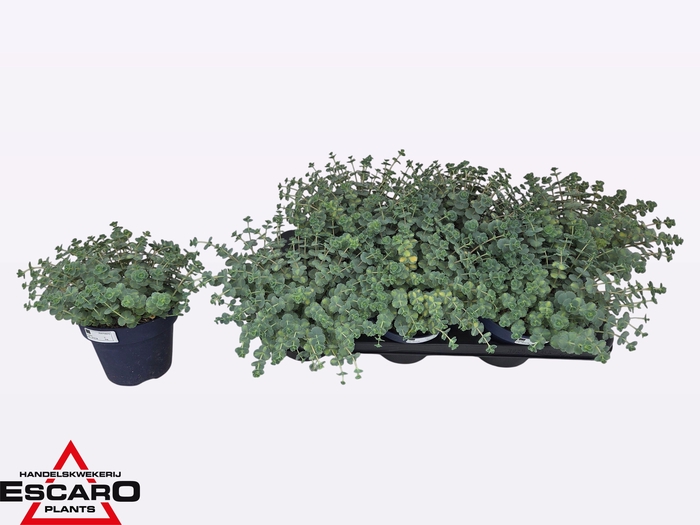 <h4>SEDUM SI MEDIOVARIEG</h4>