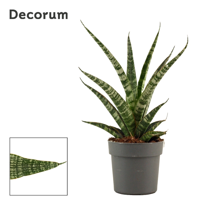 <h4>Sansevieria Tiger crown 12 cm (Decorum)</h4>