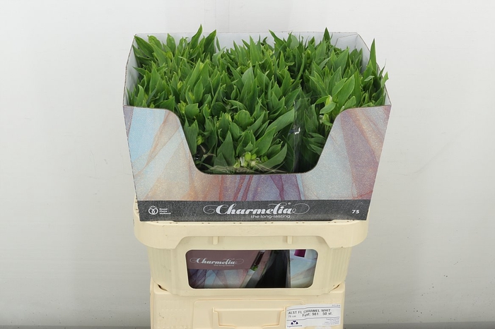 <h4>Alstr Flor Charmel White</h4>
