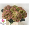 Hydrangea verena classic