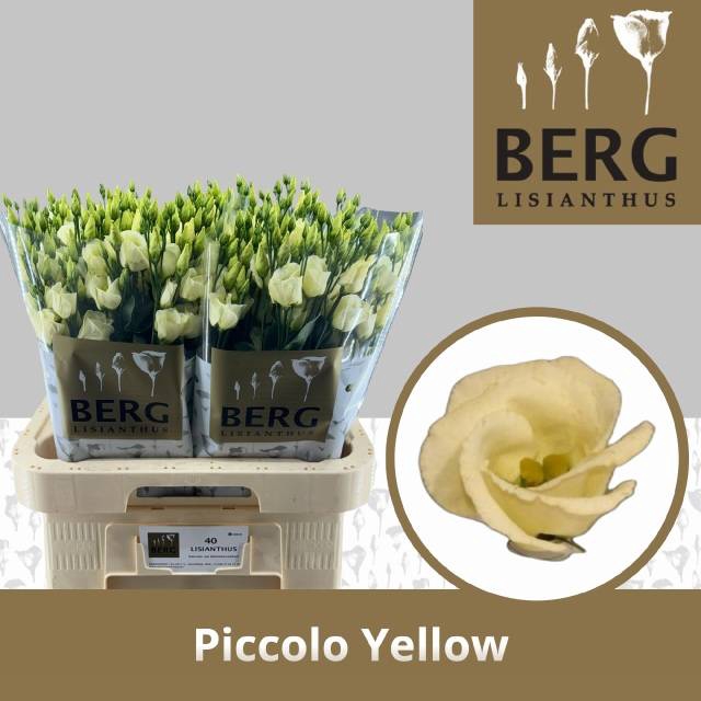 <h4>EUS E PICCO YELLOW</h4>