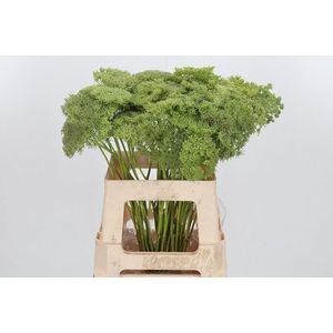 Ammi Majus Visnaga Zaad