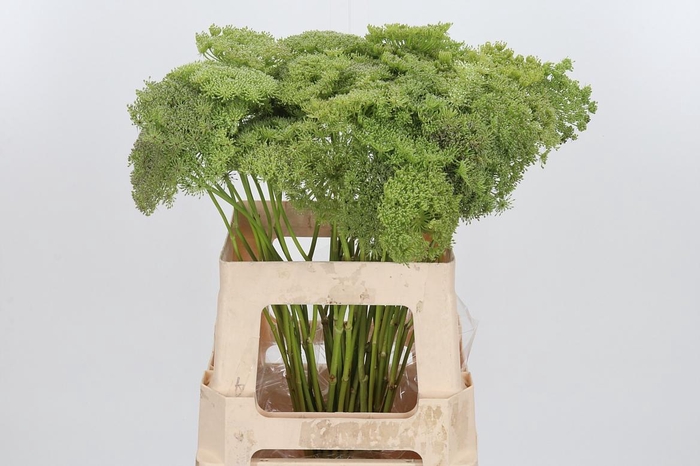 <h4>Ammi Majus Visnaga Zaad</h4>