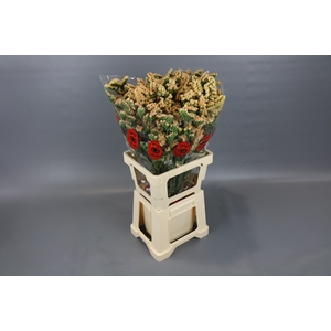 Limonium Sinuatum Honey Apricot