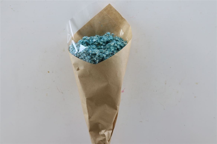 <h4>Dried Glixia Marcela L Blue Bunch</h4>