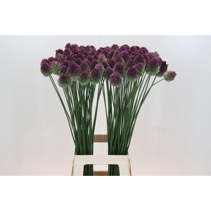 Allium Sphaerocephalon