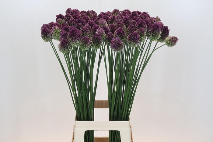 Allium Sphaerocephalon