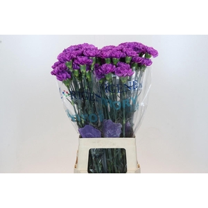 Dianthus St Florigene Moonlite