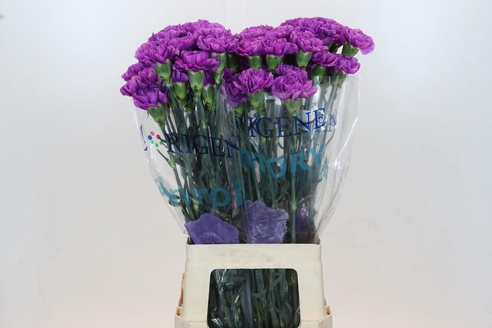 <h4>Dianthus St Florigene Moonlite</h4>