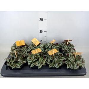 Tradescantia zebr. 'Purpusii'