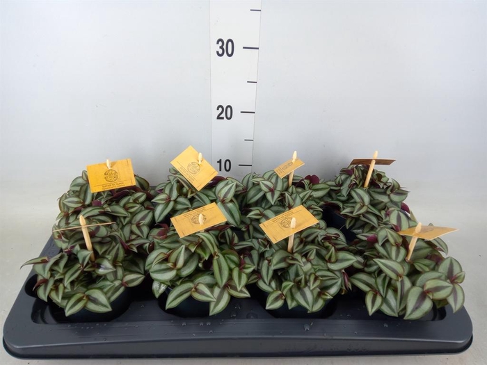 <h4>Tradescantia zebr. 'Purpusii'</h4>