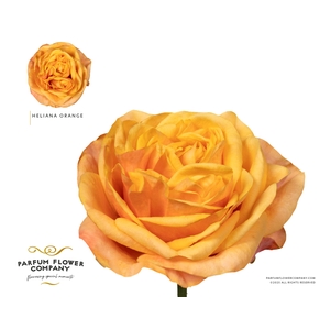Rosa Garden Heliana Orange