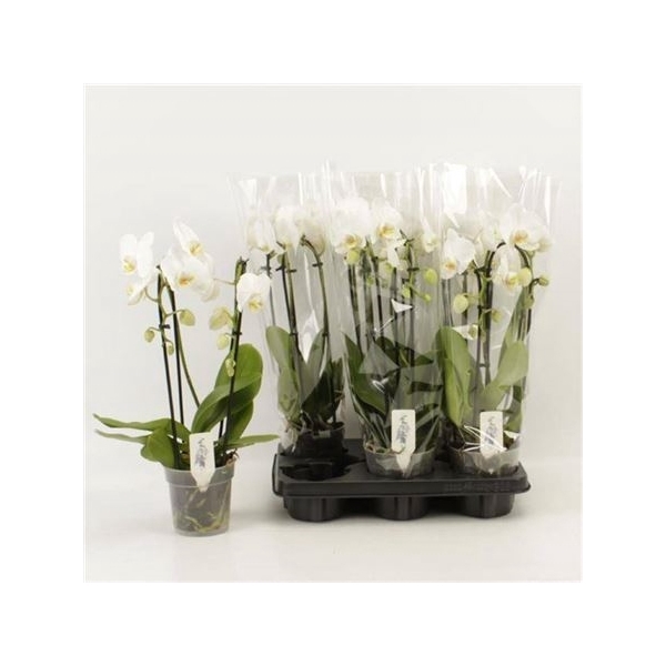 <h4>Phal El Cascade 2 Branche 12+</h4>