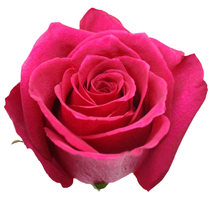 <h4>R GR GRACE KELLY Tessa</h4>