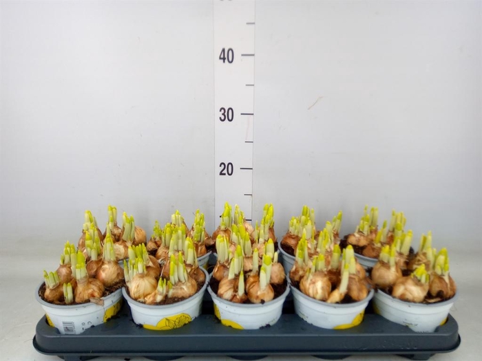 <h4>Narcissus  'Tete a tete'</h4>