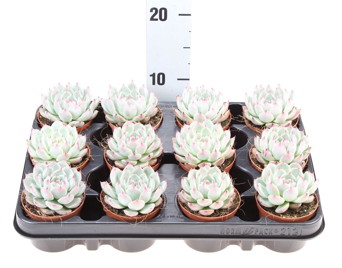 <h4>Echeveria chihuahuaensis</h4>