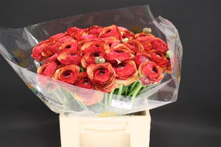 <h4>Cloni Extra Bronze Red</h4>