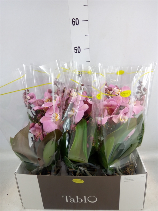 <h4>Phalaenopsis   ...rose</h4>