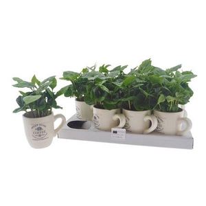 Coffea Arabica In Coffe Cups