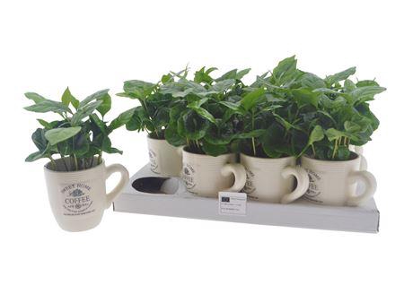 <h4>Coffea Arabica In Coffe Cups</h4>