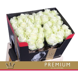 Rosa large avalanche+ Bernhard Premium