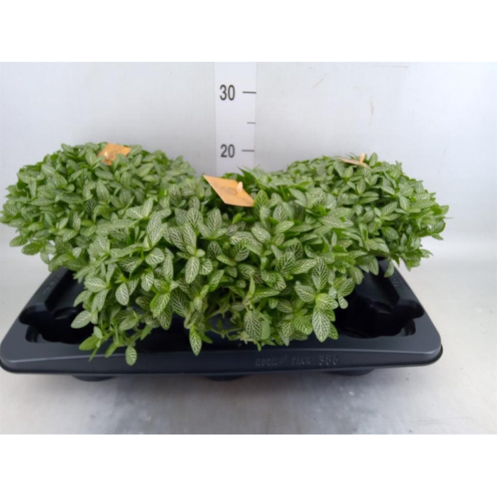 <h4>Fittonia verschaf.</h4>