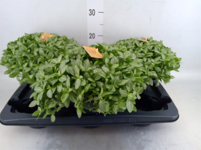 <h4>Fittonia verschaf.</h4>