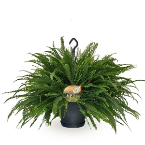 Nephrolepis exal. Green Lady