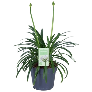 Agapanthus Summer Love White