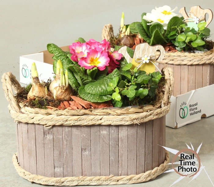 <h4>ARR TUINPLANTEN</h4>